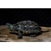 Tortuga de agua - Ocadia Sinensis - mauremys sinensis